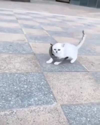 A sugar glider taming a kitten