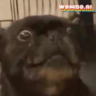 Funni dog do the dance