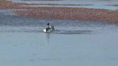 Not much is known about the dance of the Hooded Grebe, except that it’s weird