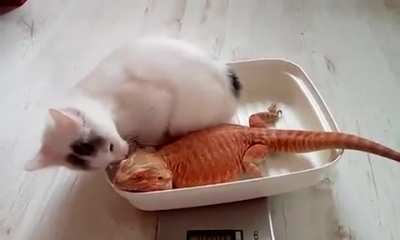 "I LOVE YOU SCALY CAT" - cat, probably.