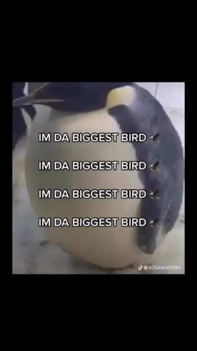 🦅🦅🦅