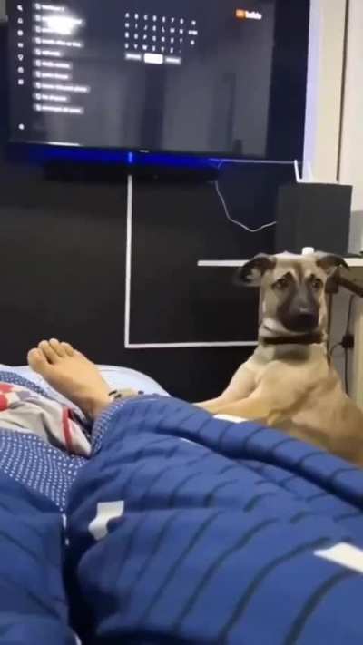"Get a dog," they said. "It'll be fun," they said.