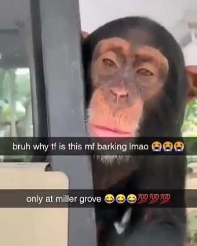Monke barkin? 😳