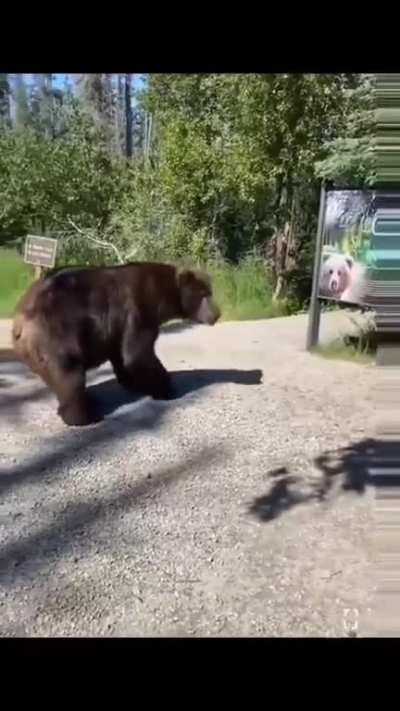 Oso confundido &eth;&raquo;&acirc;&nbsp;&iuml;&cedil;