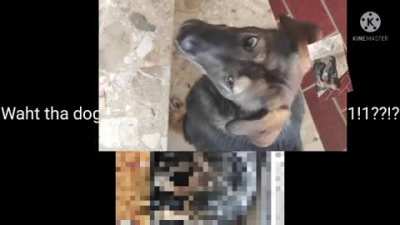 Whaht d a dog dojn?&iquest;!?! 😳 d
