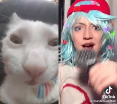 Gato VS FNF Boy