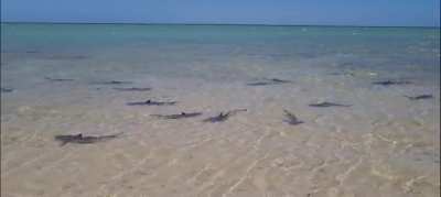 The aptly named Shark Bay