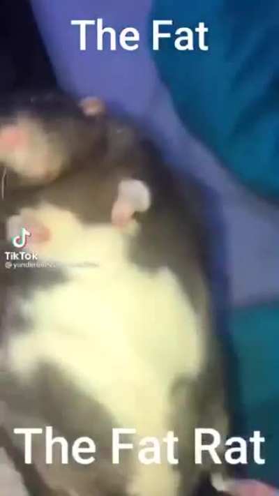 fat rat