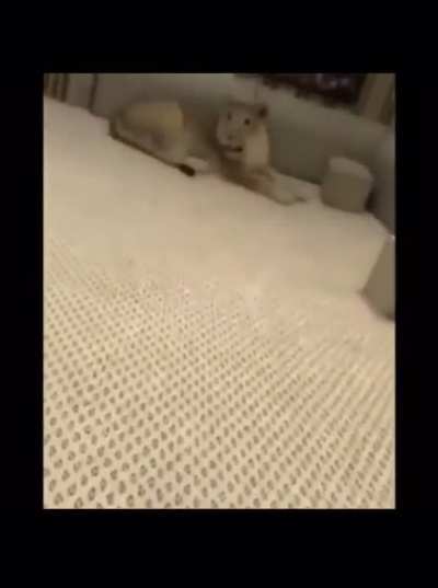 Uhhhh