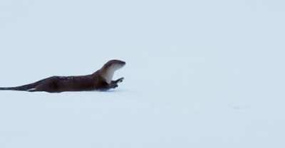 Otter playing in the snow