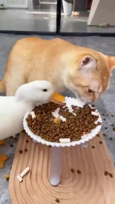 "Wait what were you gonna eat that, terribly sorry" said the gluttonous ducky.