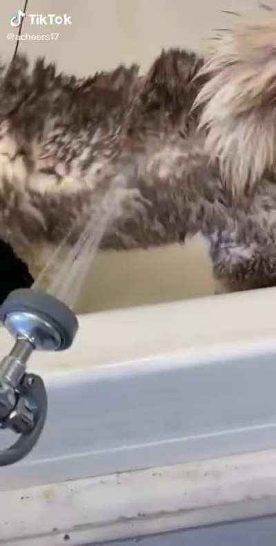 Husky hates shower