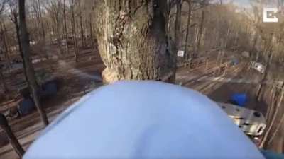 Cutting down a tree
