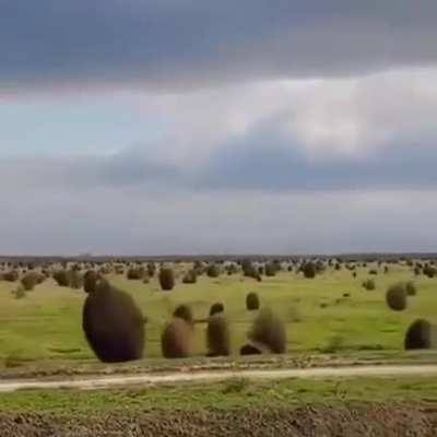 Tumbleweeds tumble to spread their seeds, the bouncing and rolling helps release thousands of them