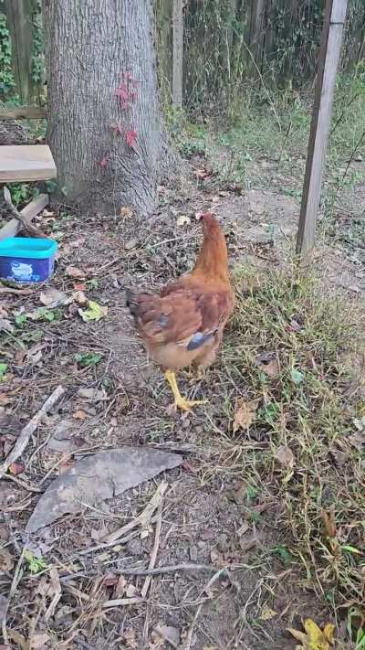 Hen or rooster