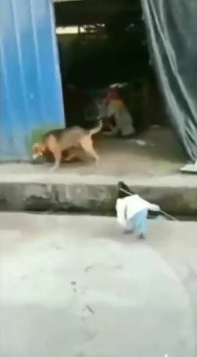 galo foda