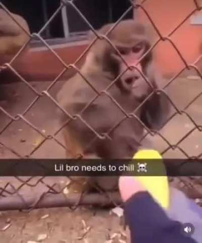 Monkey 🐒