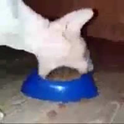 🐈