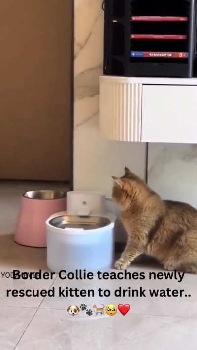 He made sure that kitty knew what to do and make sure it happened.