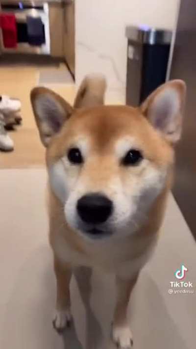 HeArtlesS DOg owneR DESTRoYS tHEiR Own peT
