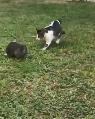 Why you little!