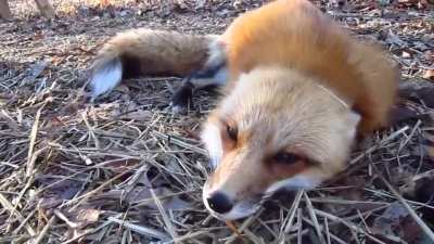 fox screa-