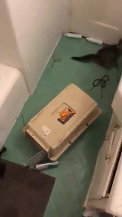 Rescue some cats they said. It&rsquo;ll be fun they said. No cats were harmed in this video!