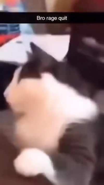 Random cat🐈