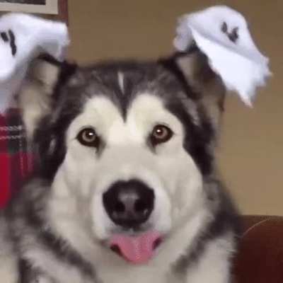 Spooky (good) boy