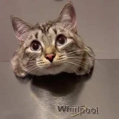 Cat paws