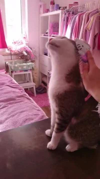 my baby loves being brushed &amp;lt;3