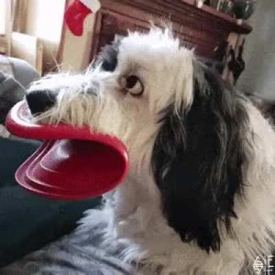 Dog chewing on a frisbee.