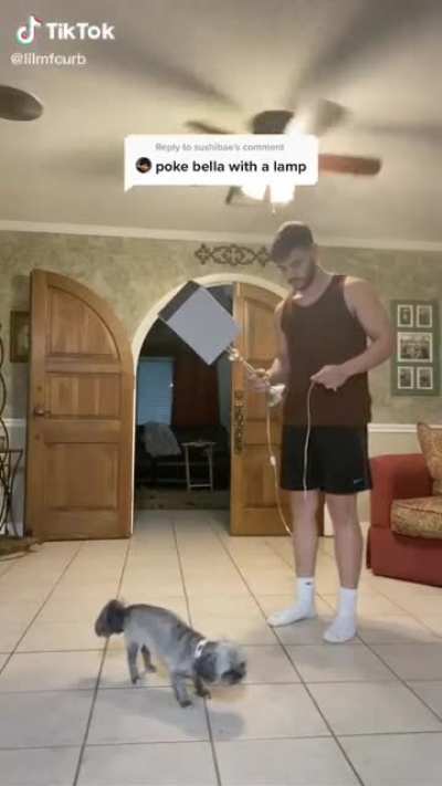 Poke the dog with a lamp
