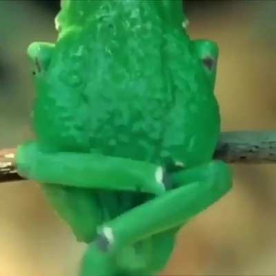 Sapinho se co&ccedil;ando