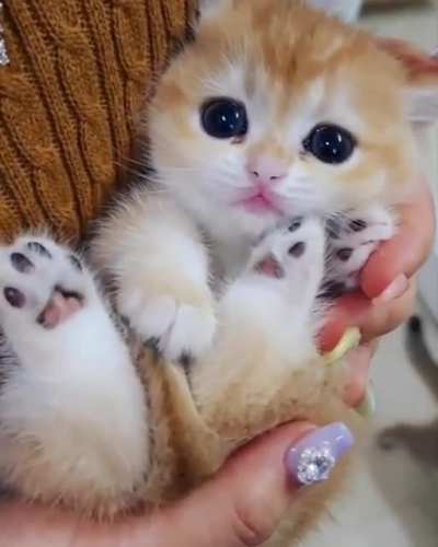 Котик