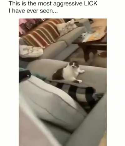 Angry chonk