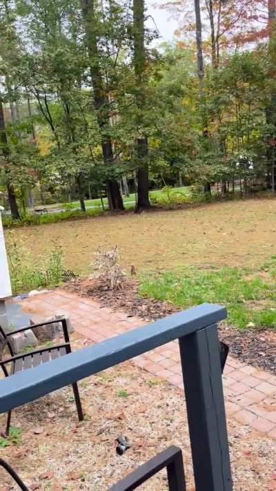 Squirrel Alert!