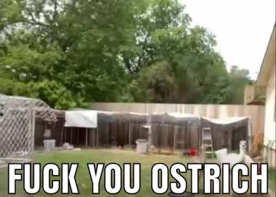 ostrich mad 😡😡😡😳😳😳🥊🥊🥊
