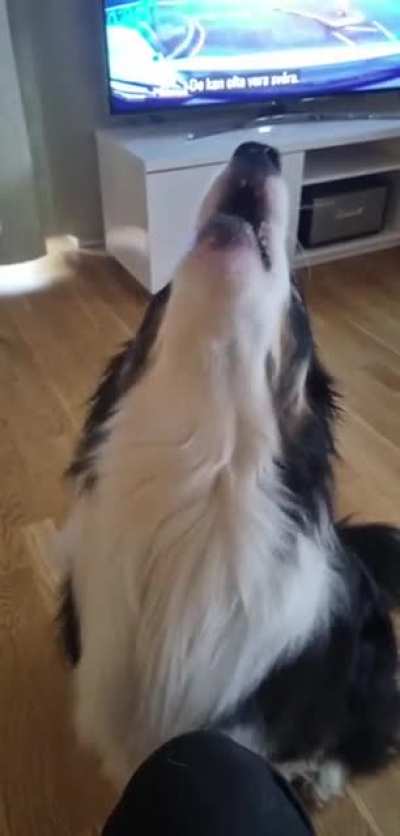 Accidently stepped on a squeky toy, always thinking that he hurts it so he mourns by howling.