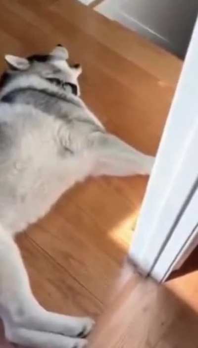 The husky&rsquo;s warning siren appears to be malfunctioning