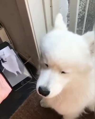 Woof_irl