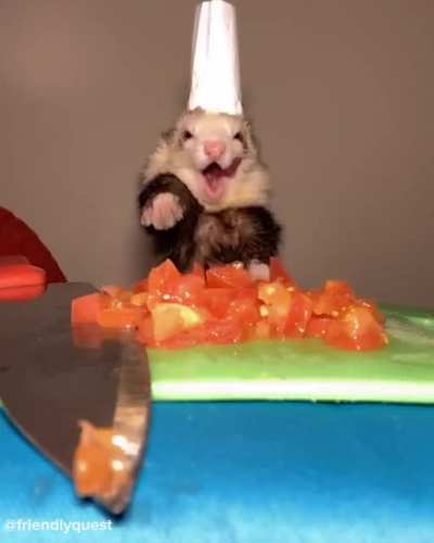 Cute Ferret Chef (very floppy)