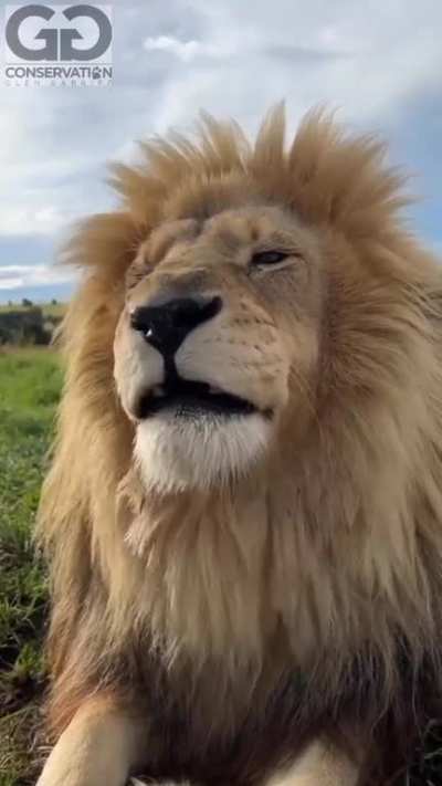 Watch him sneeze
