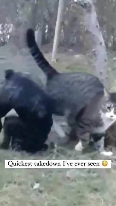 Some excellent screen footage of a feline player in the West hemisphere dominating a canine player in PVP