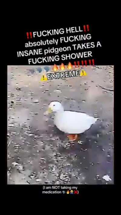 Pigeon