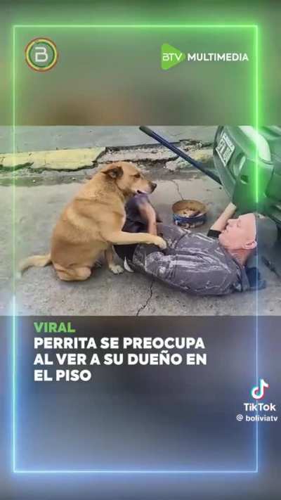 Perrita se preocupa por su due&ntilde;o