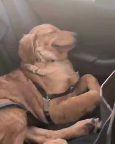 When you're a good boy even while sleeping