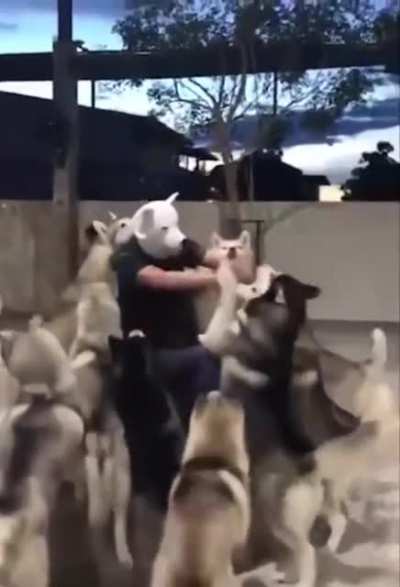 Dog mask: +10 stealth. Special ability: any dogs you encounter will automatically become your ally