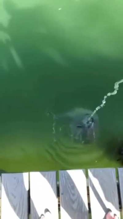 water Horse