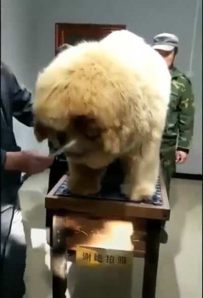 This dog.